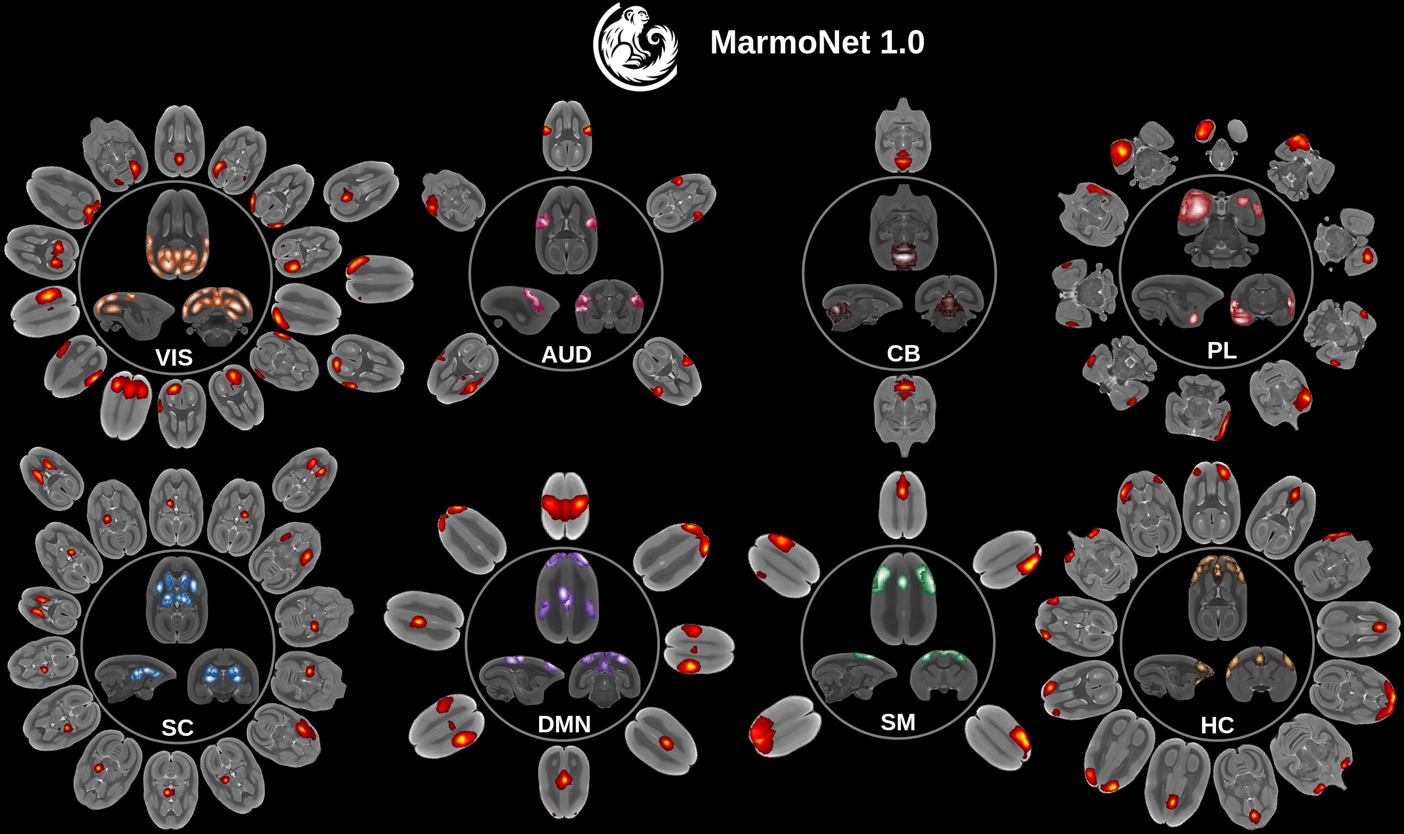 MarmoNet1