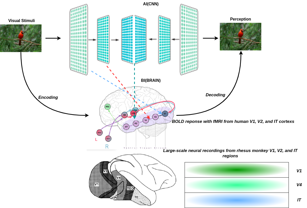 deepbrain